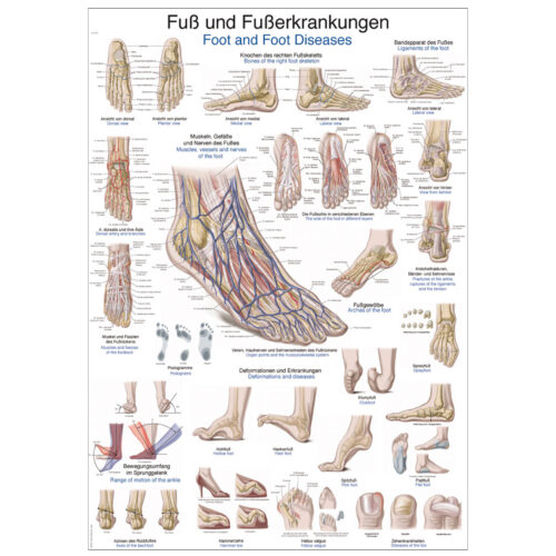 jalalaba plakat
